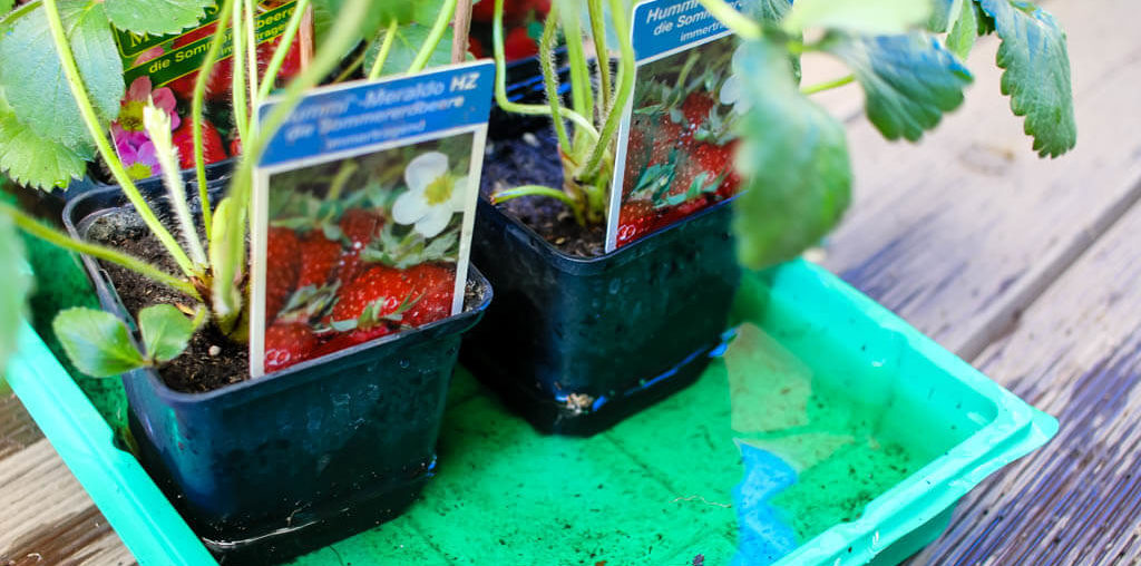 Erdbeeren anbauen – Anleitung und Tipps