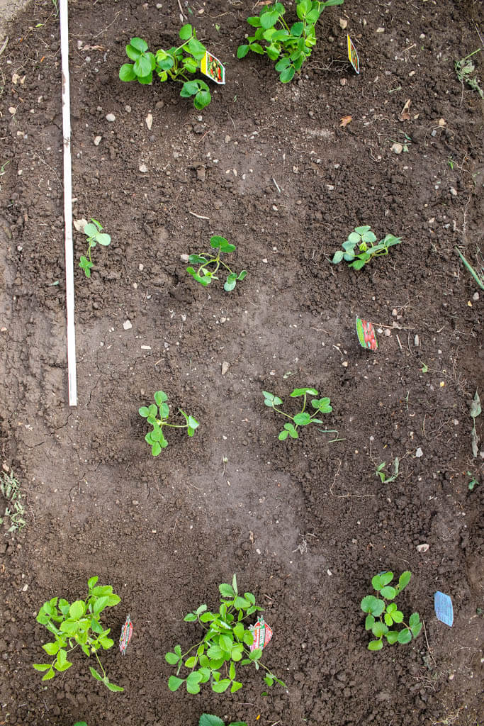 Erdbeeren auf dem Beet mit dem richtigen Pflanzabstand