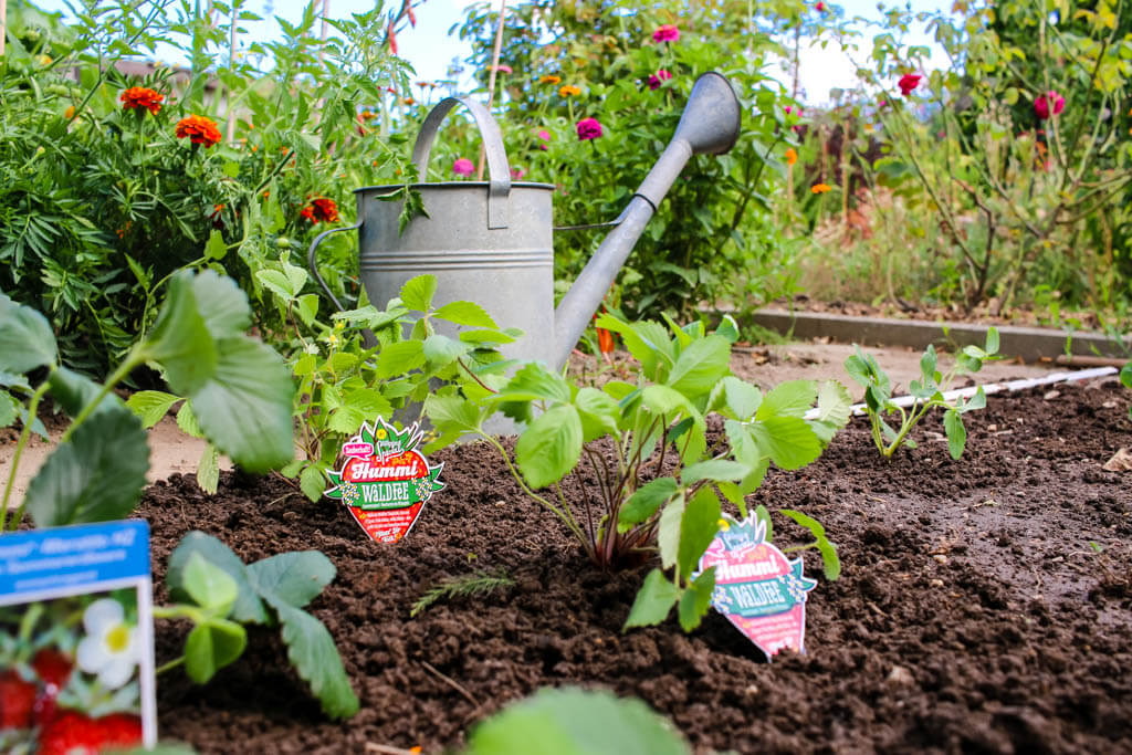 Erdbeerbeet mit frisch gepflanzten Erdbeeren von Hummi mit Gießkanne im Hintergrund