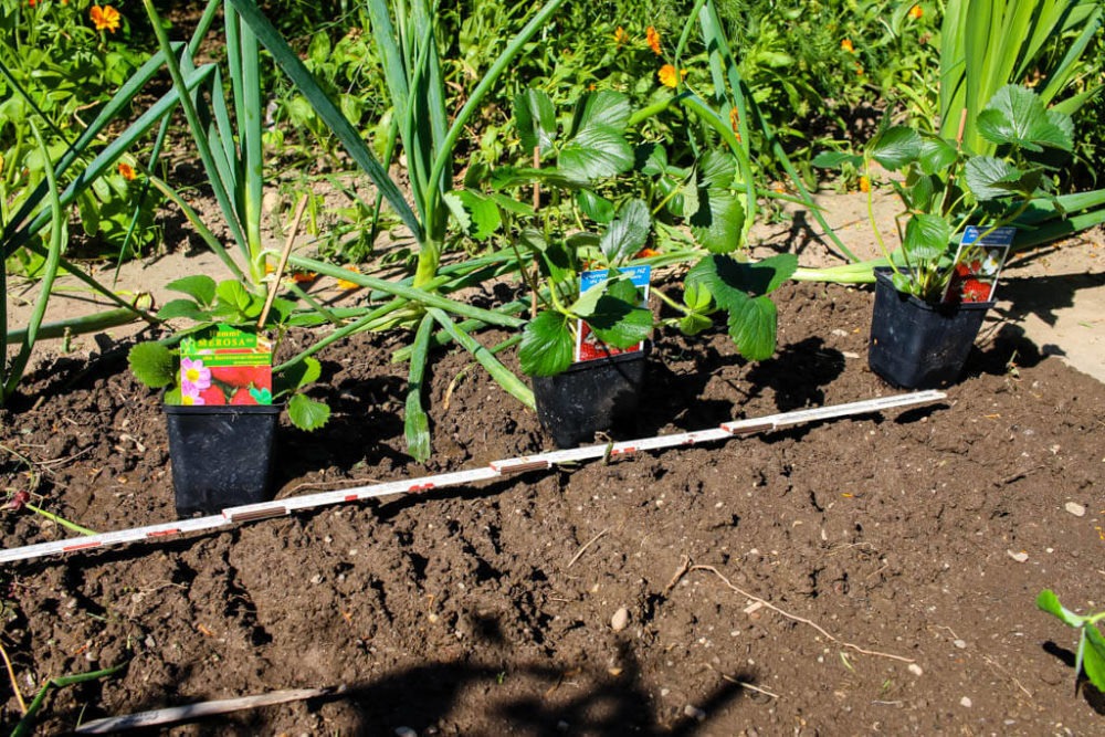 Erdbeeren anbauen Anleitung und Tipps