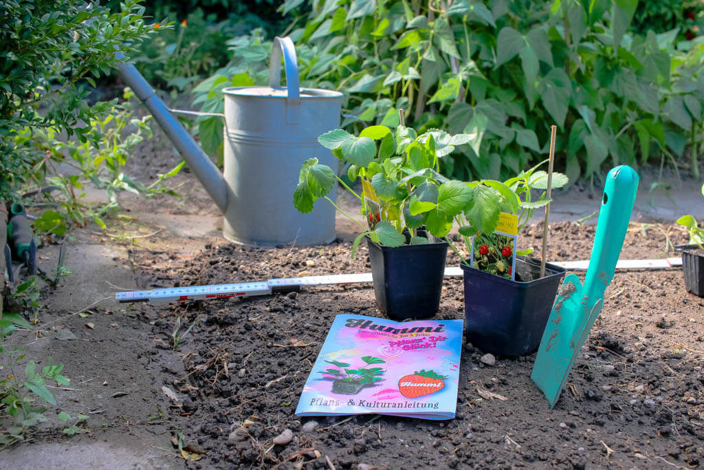 Erdbeeren einpflanzen Hummi Pflanzanleitung