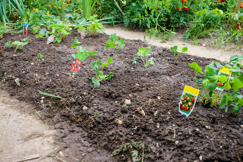 Gartenbeet mit frisch gepflanzten Erdbeerpflanzen