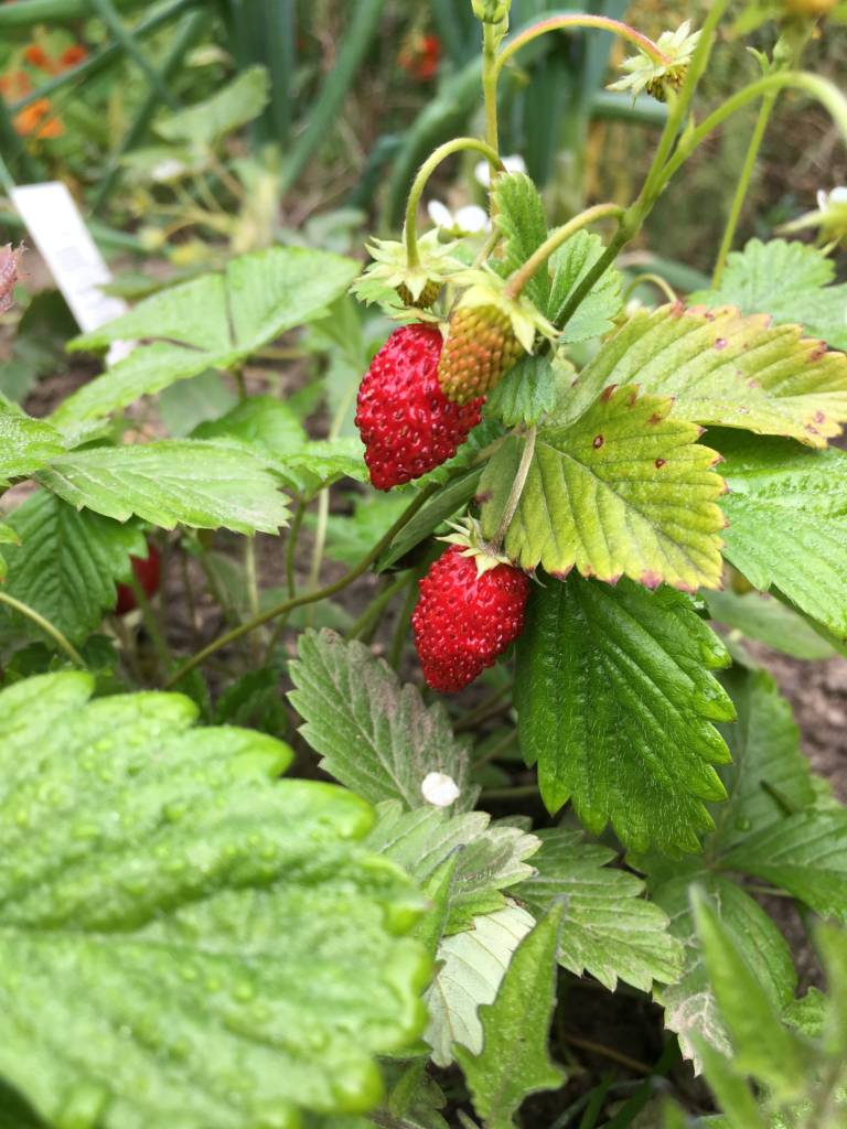 Erdbeere mit leckeren roten Früchten dran