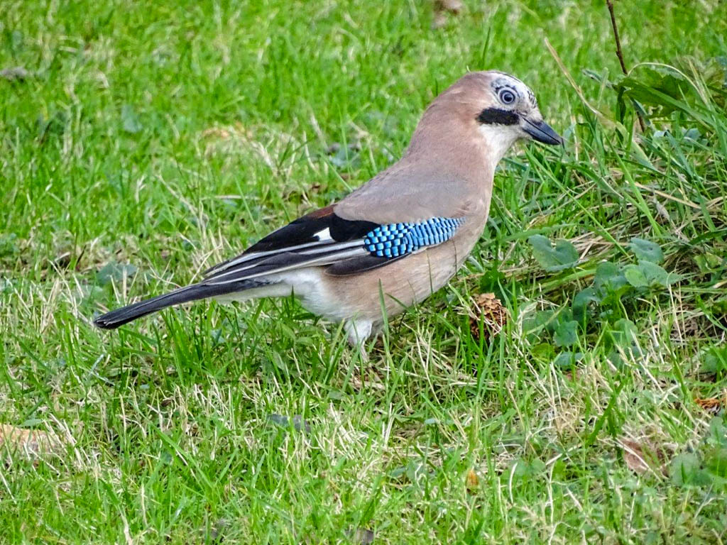 Der Eichelhäher ist ein Singvogel. Er brütet in Wäldern und hat ein sehr auffällig gefärbtes Federkleid. Er mag Eicheln und Nüsse, verschmäht aber auch Getreide, Buchweizen oder z.B. Beeren nicht. Insekten und kleine Wirbeltiere (!) stehen auch auf seinem Speiseplan. Er ist jedoch geschmacklich sehr wählerisch. Parzelle94 Eichelhäher