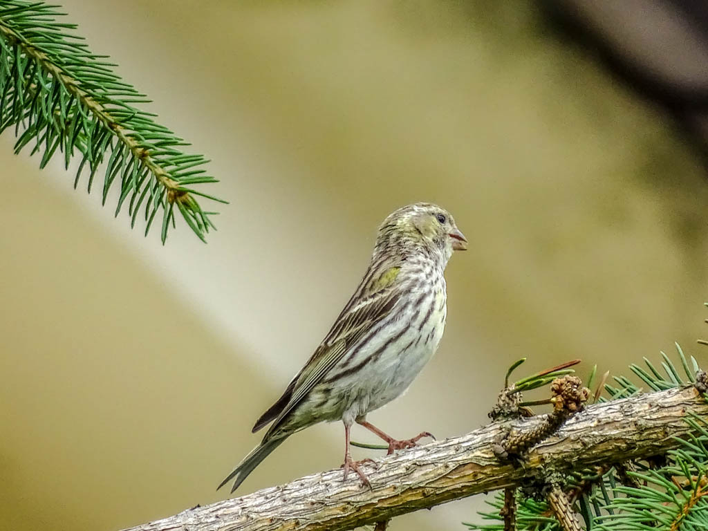 Der Girlitz gehört zu den Finken. Er frisst gerne Knospen und Samen. Er versteckt sich gerne in Büschen und Bäumen. Er liebt übrigens Vogelmiere! Parzelle94 Girlitz