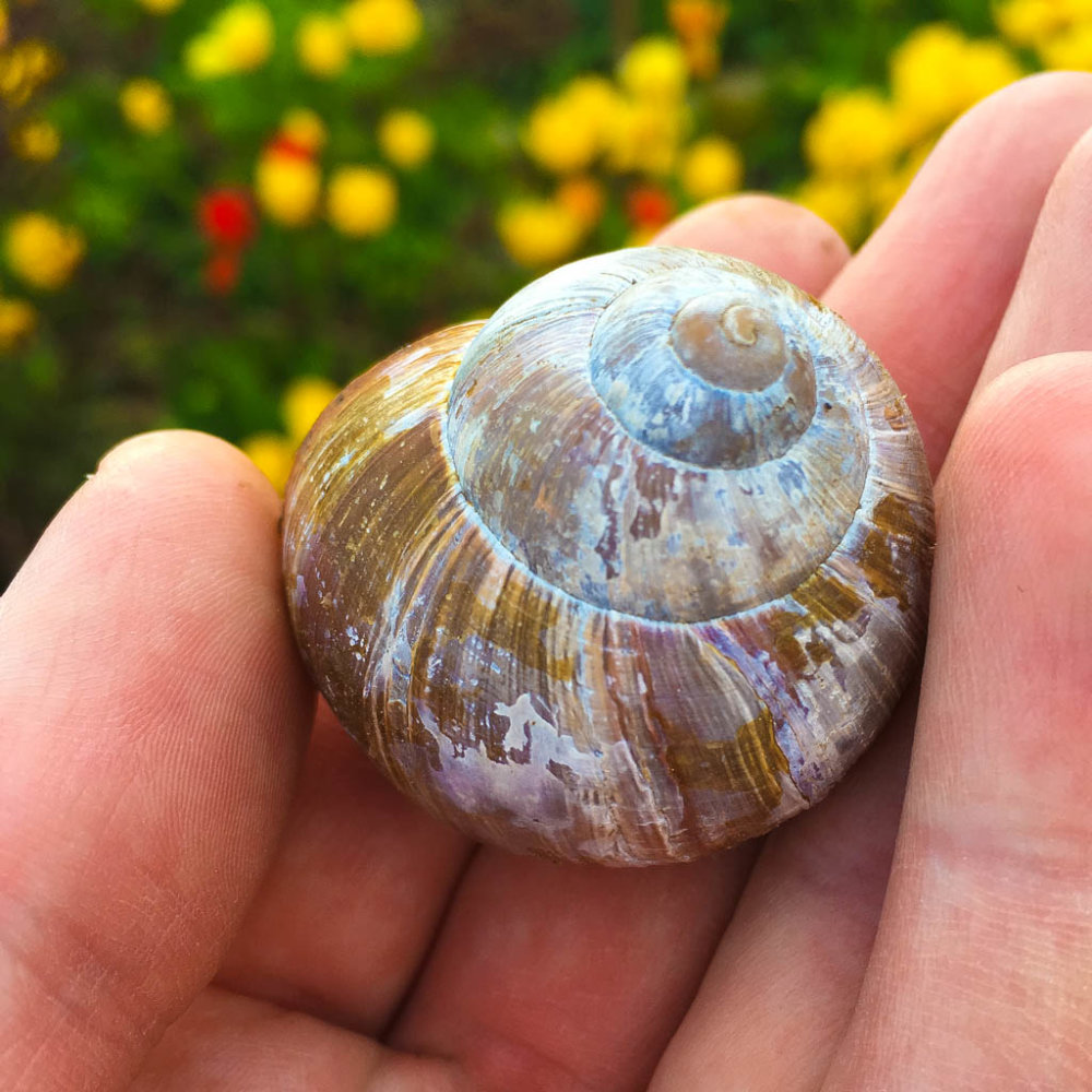 Weinbergschnecken – DAS Buch – ein Lesetipp. Weinbergschnecke auf Hand
