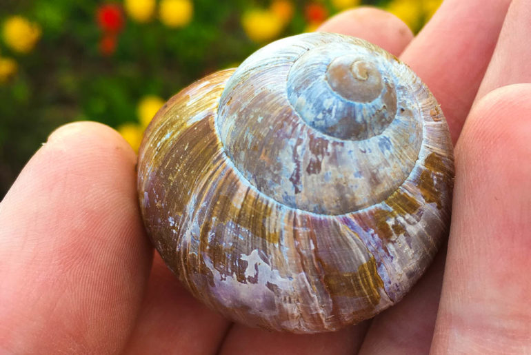 Weinbergschnecke auf Hand