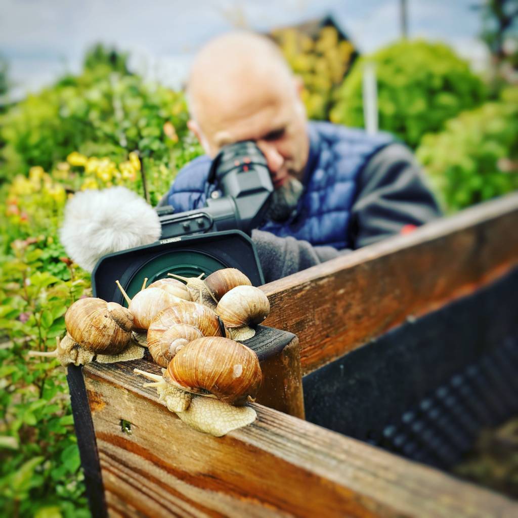 Weinbergschnecken als Fernsehstars