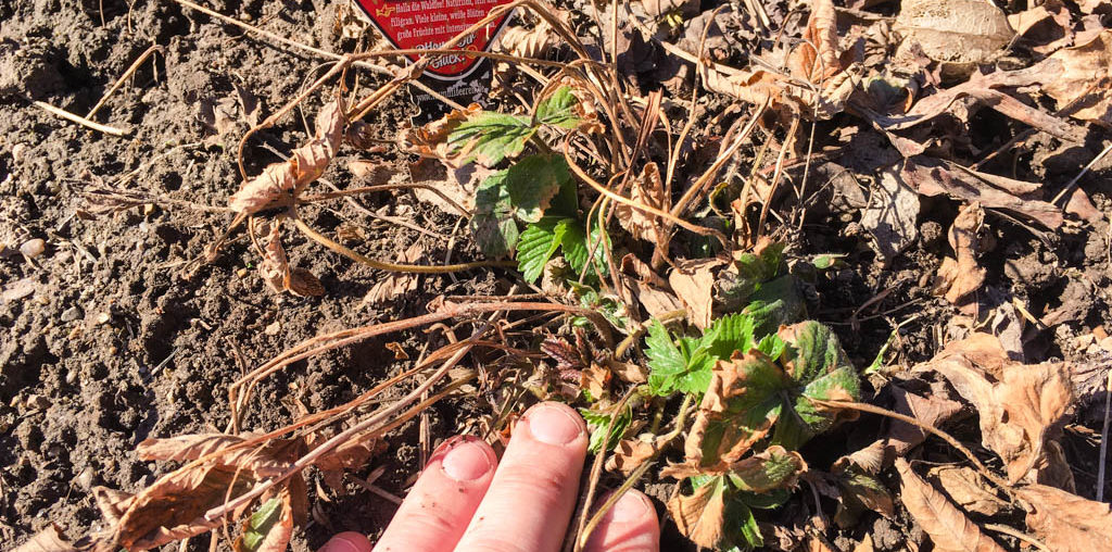 Erdbeeren pflegen im Frühling Erdbeerlaub im Fruehling