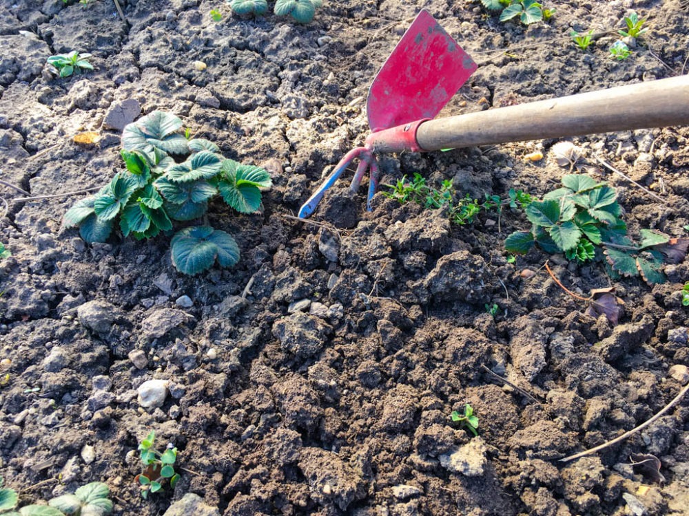 Erdbeeren pflegen im Frühling