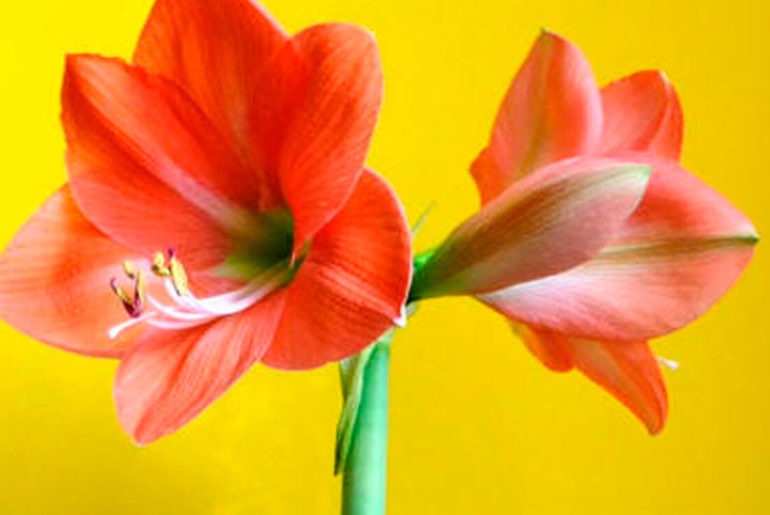 Amaryllis mit Blüte