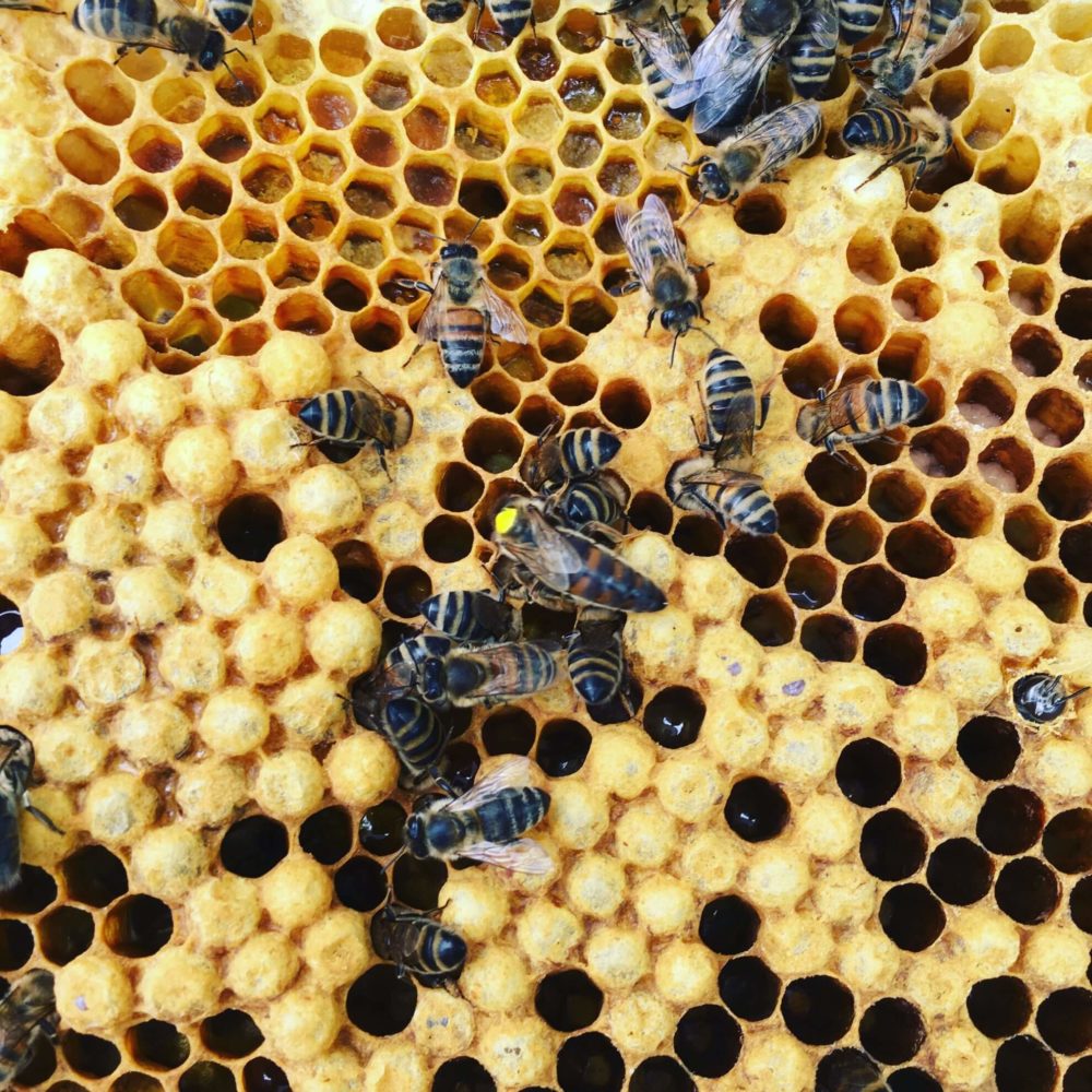Bienenwabe mit Königin und schlüpfenden Bienen