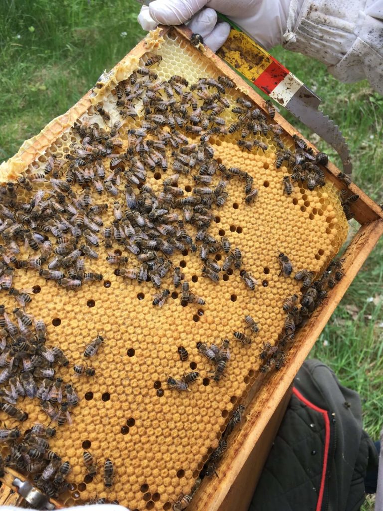 Bienenwabe Langstroth-Format mit verdeckelten Brutzellen