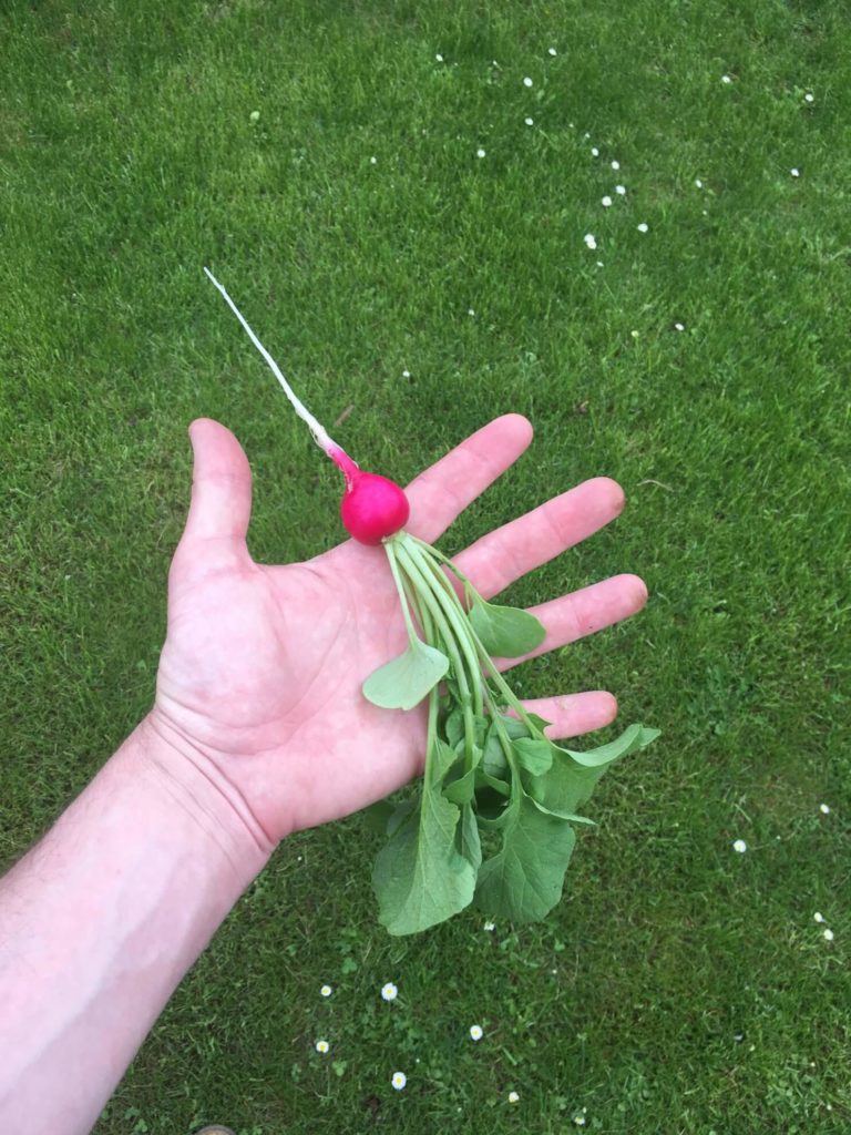 Radieschen mit Laub auf einer Handfläche