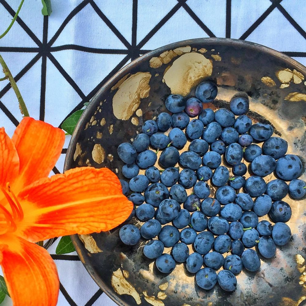 Heidelbeeren in einer Keramik-Schale mit orangener Taglilien-Blüte