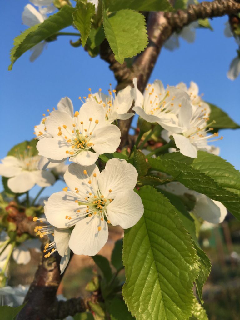 Kirschblüten mit Blättern