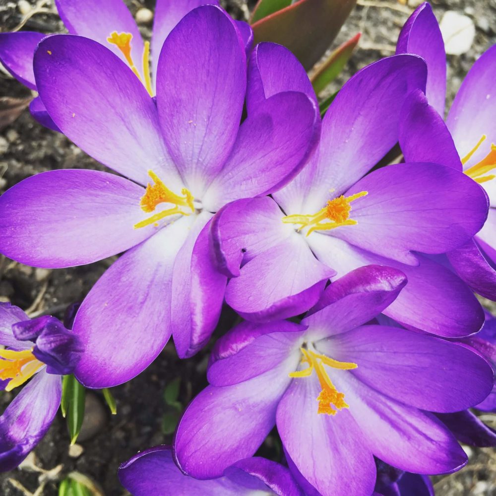 blaue Krokus-Blüten