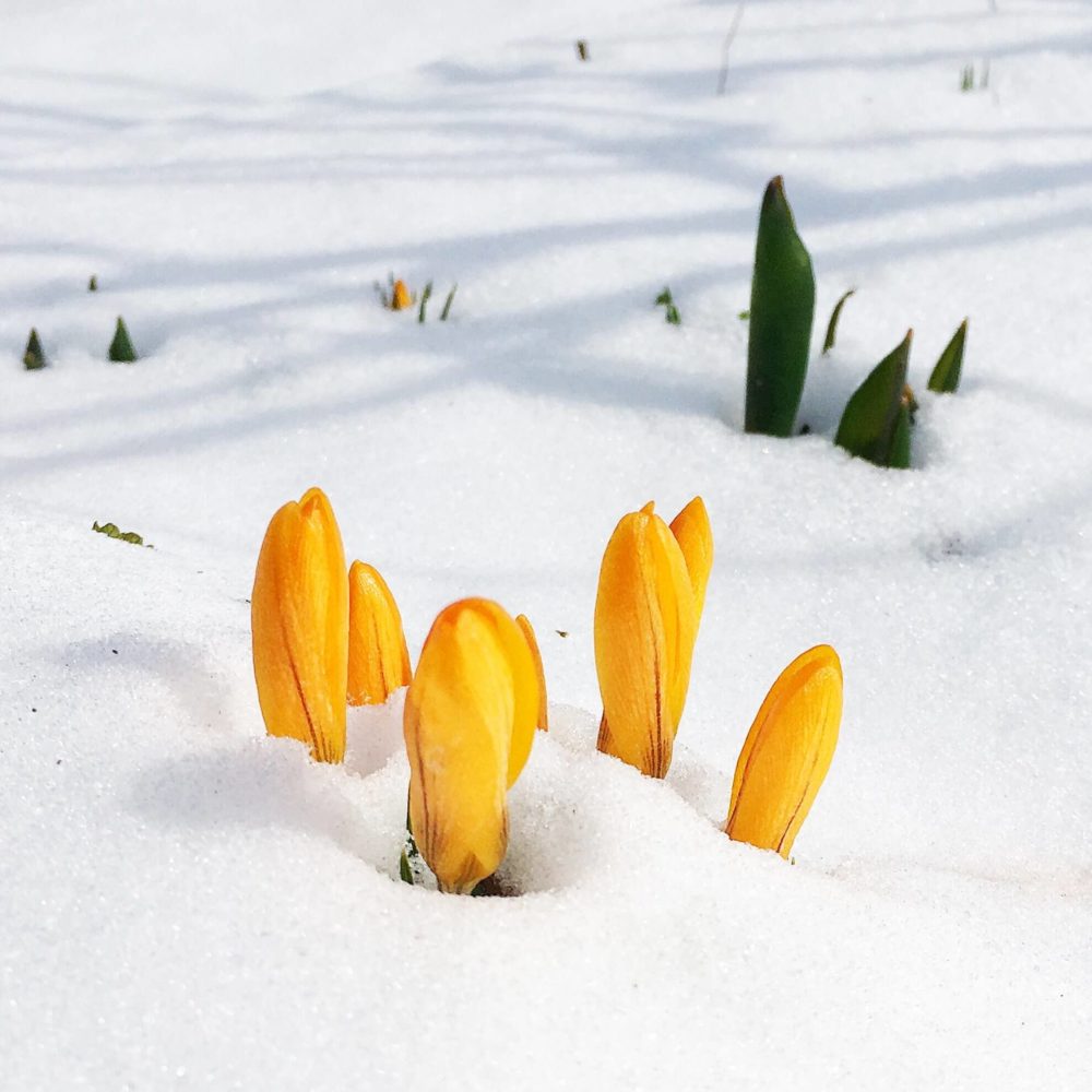 gelbe Krokusse mit Schnee