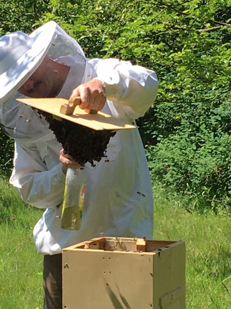 Bienenschwarm mit Imker und Schwarmkiste