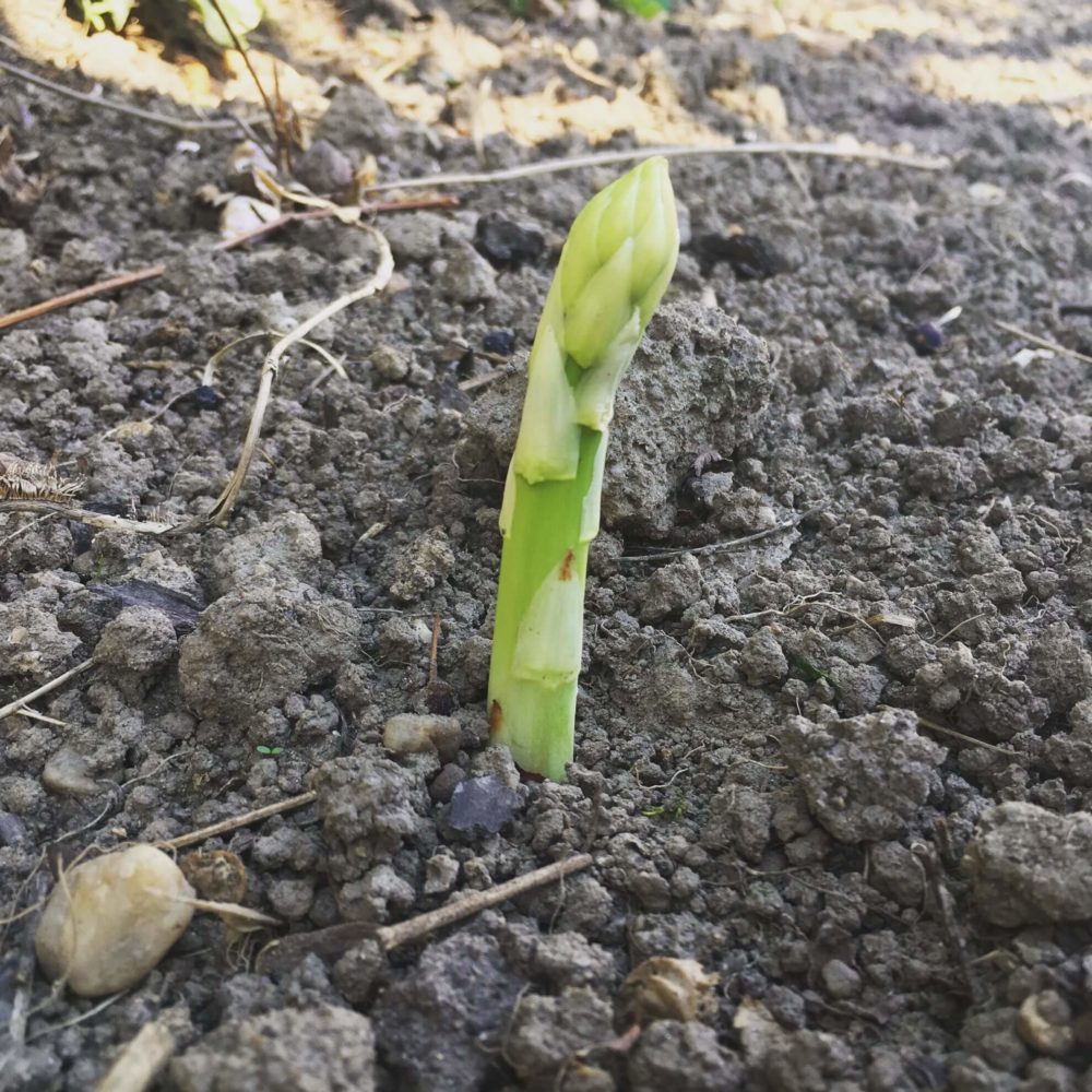 Spargel kommt aus der Erde im April