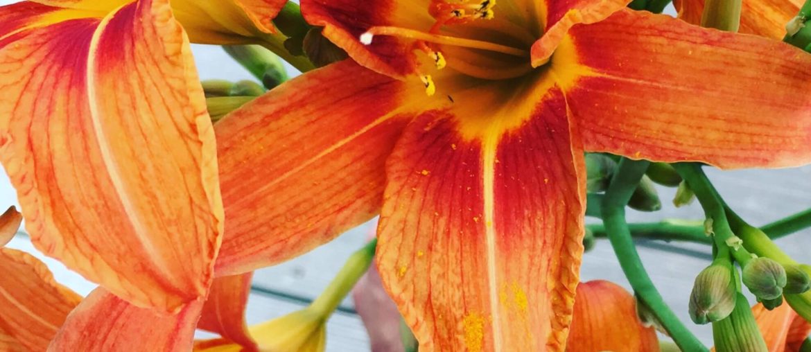 Der bunte Garten-Jahresrückblick 2018 Blüten der orangenen Taglilie