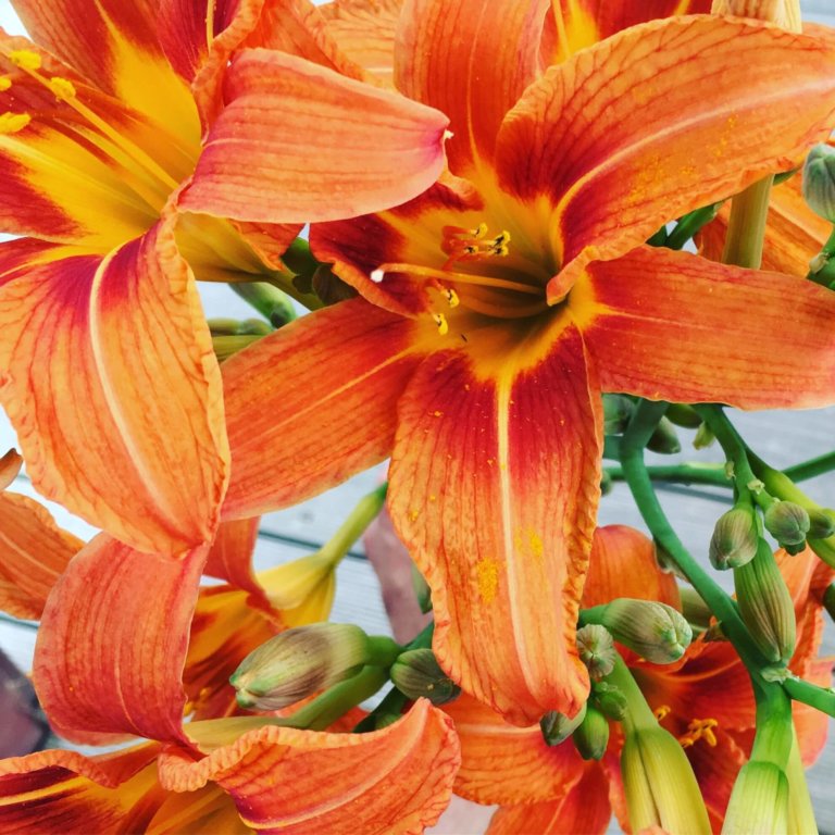 Blüten der orangenen Taglilie