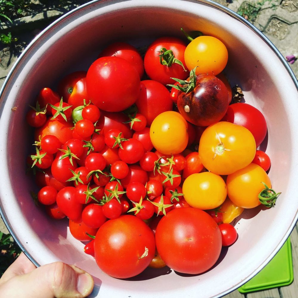 reife Tomaten in verschiedenen Sorten
