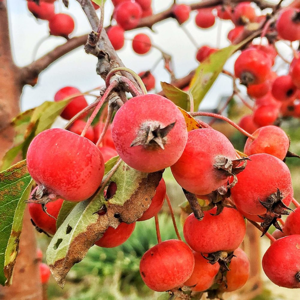 Zierapfel Malus Evereste Früchte