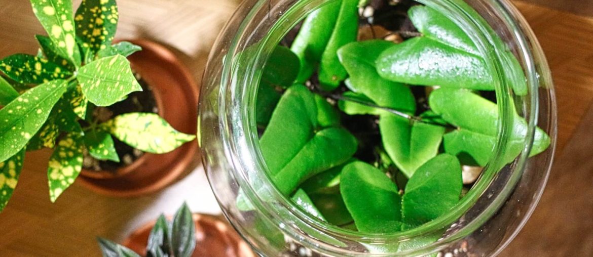 DIY: Minigarten im Glas anlegen Herzfarn in einem Glas
