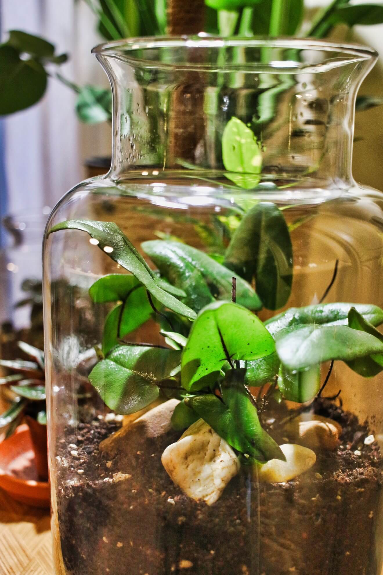DIY Minigarten im Glas anlegen