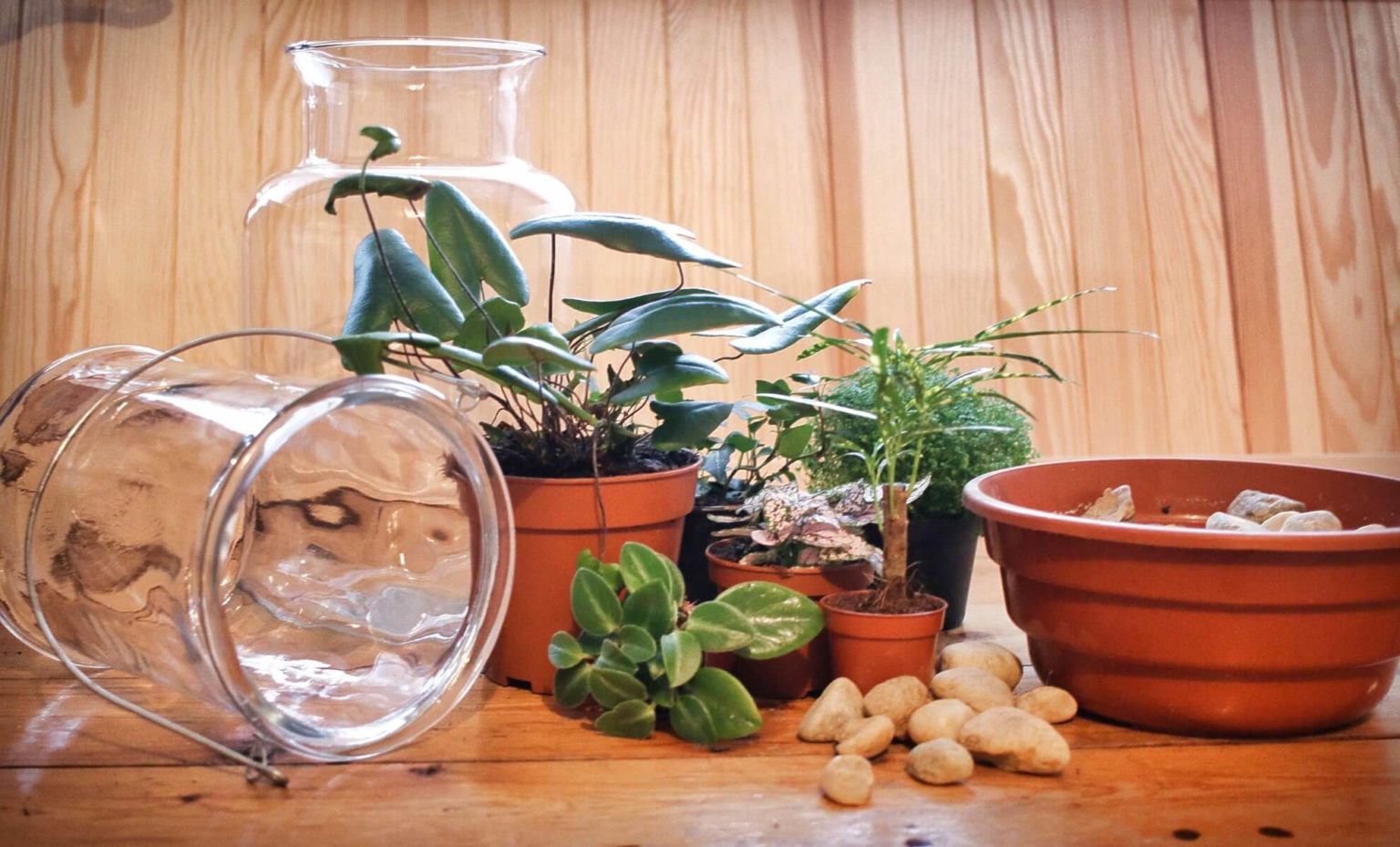 DIY Minigarten im Glas anlegen