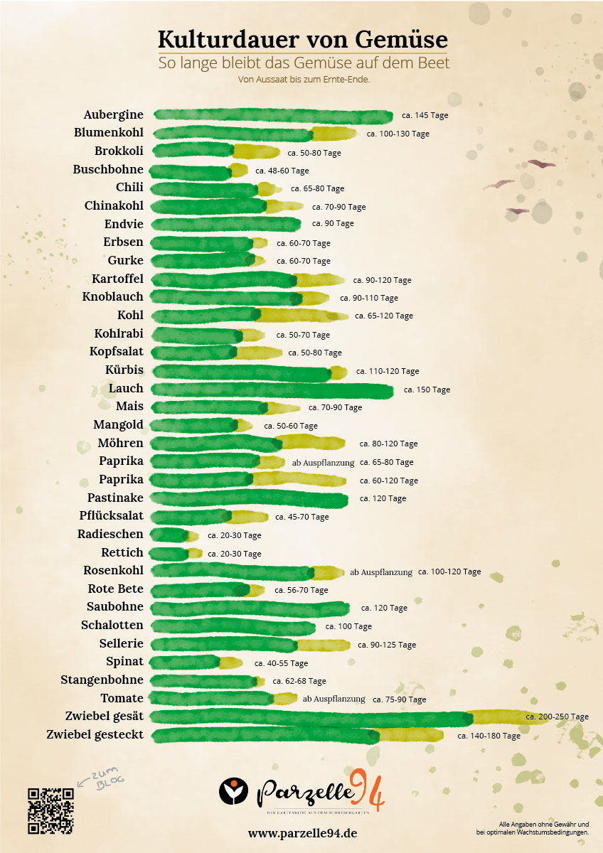 Kulturdauer der wichtigsten Gemüsesorten