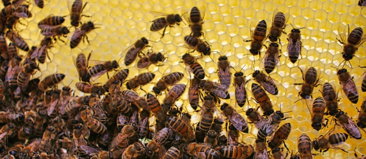 Bienen-Ableger machen ohne die Königin zu suchen