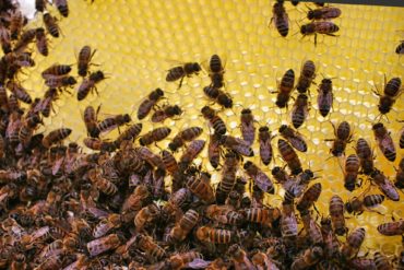 Bienen-Ableger machen ohne die Königin zu suchen — Parzelle94.de
