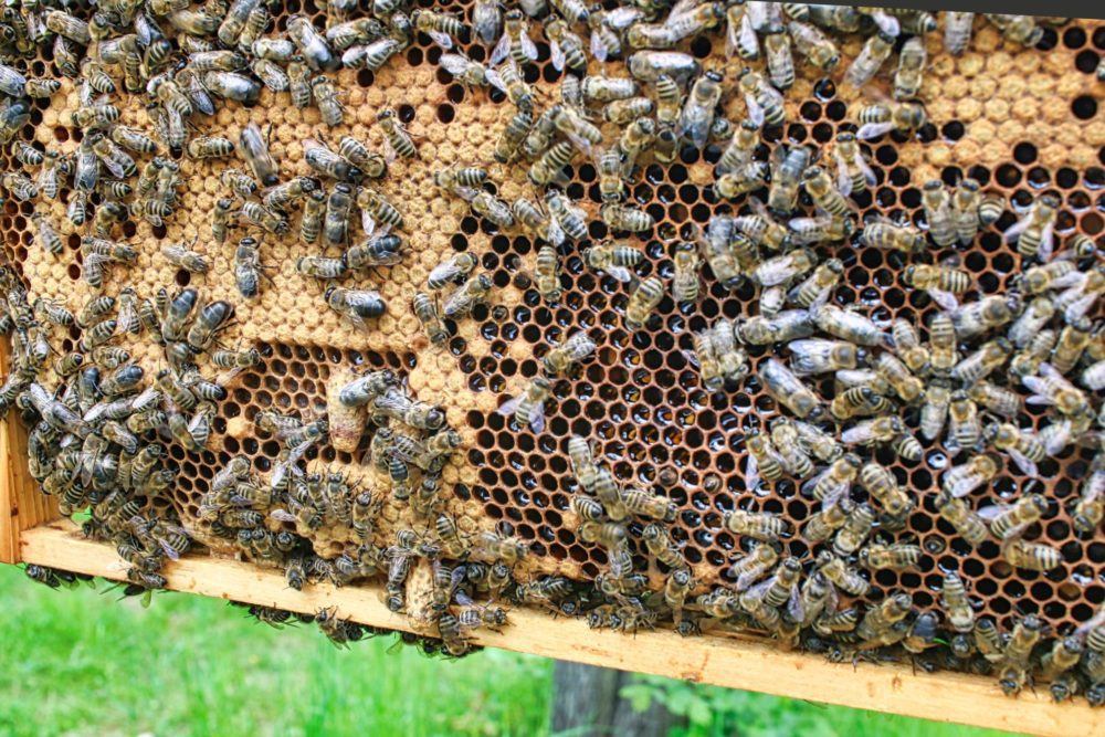 Schwarmzellen von Honigbienen auf einer Wabe