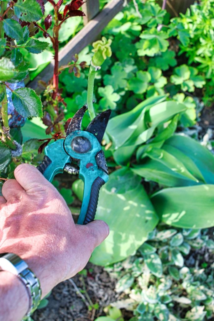 Tulpe verblüht Blütenstand abschneiden