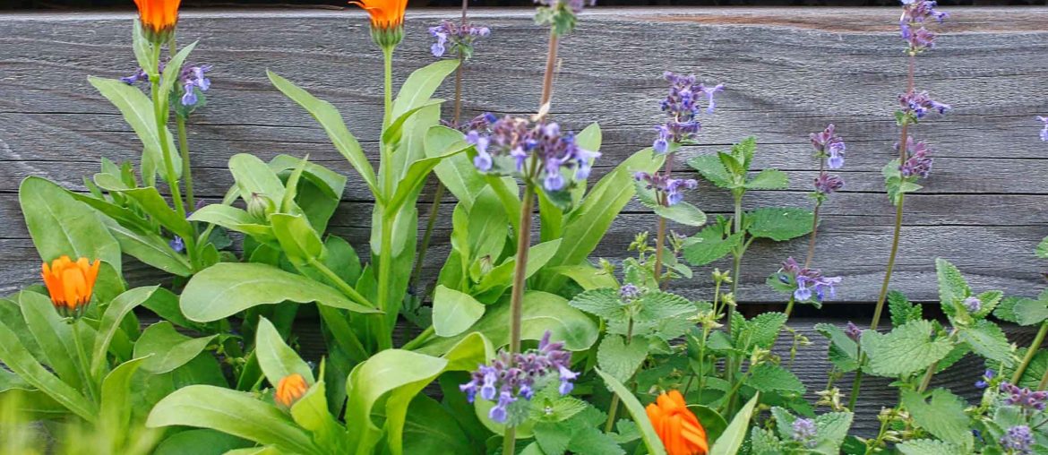 Gartenarbeiten im Mai – Tipps und Kniffe