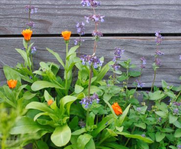 Gartenarbeiten im Mai – Tipps und Kniffe