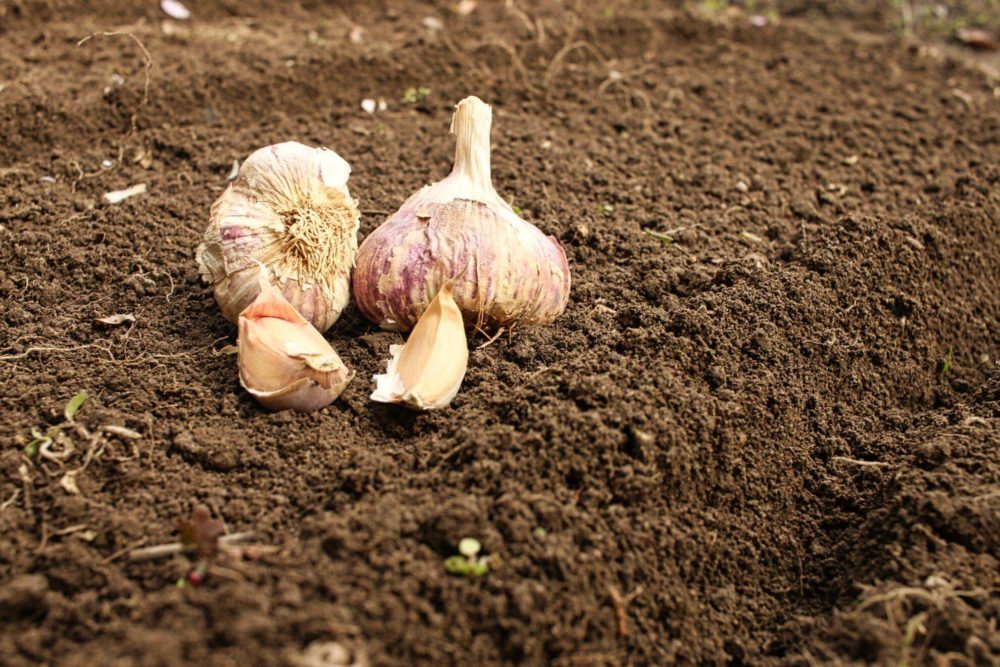 Knoblauch anpflanzen ist leicht, man steckt einfach die Zehen in die Erde.