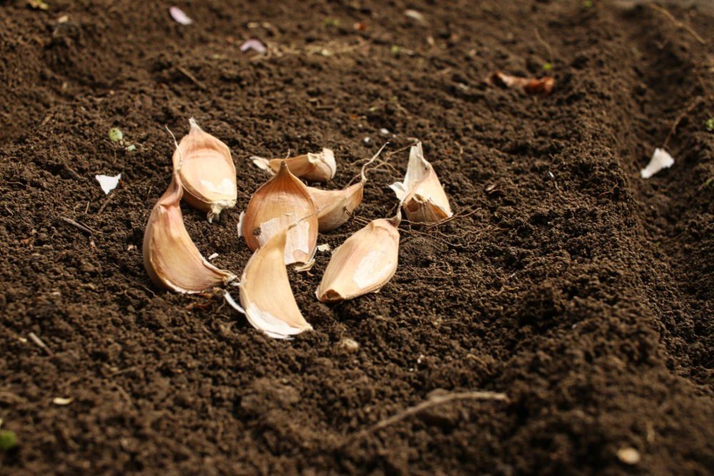 Aus Knoblauchzehen werden später Knoblauchpflanzen