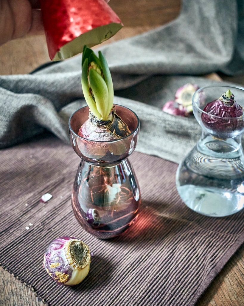 Hyazinthe im Glas zum Blühen bringen