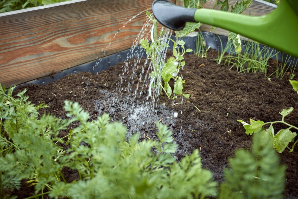 eine gute Gießkanne ist ein unverzichtbares Hilfsmittel im Garten