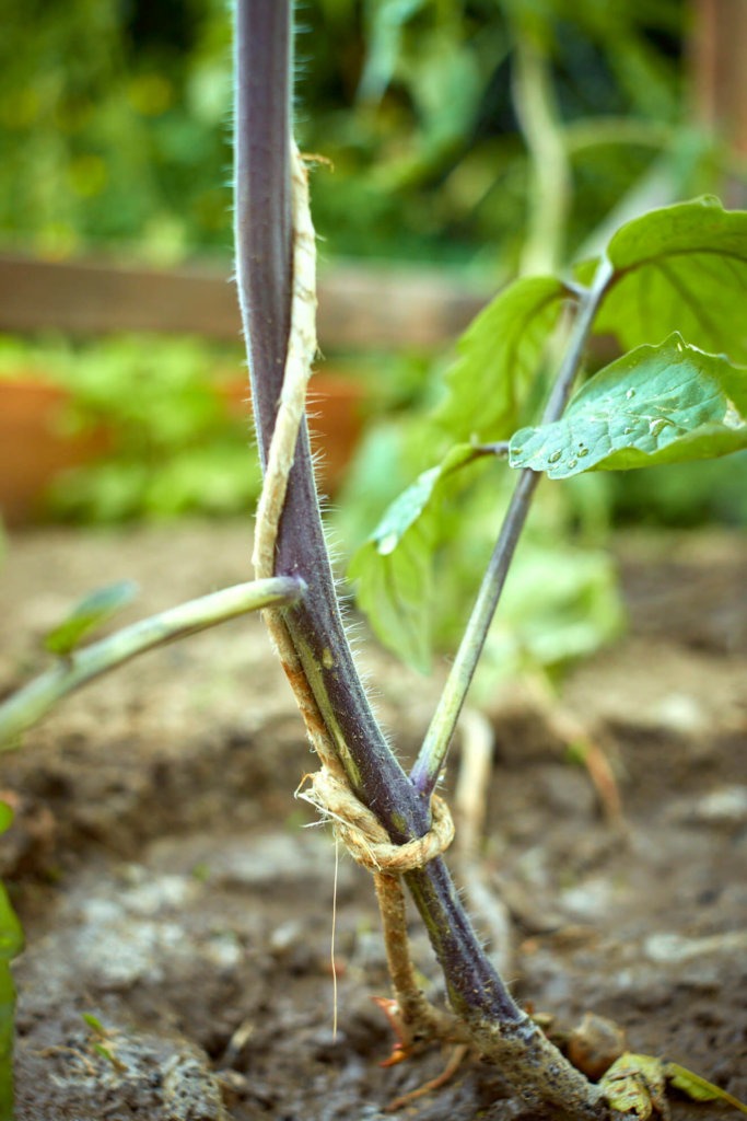 Tomaten anbinden mit einem Seil