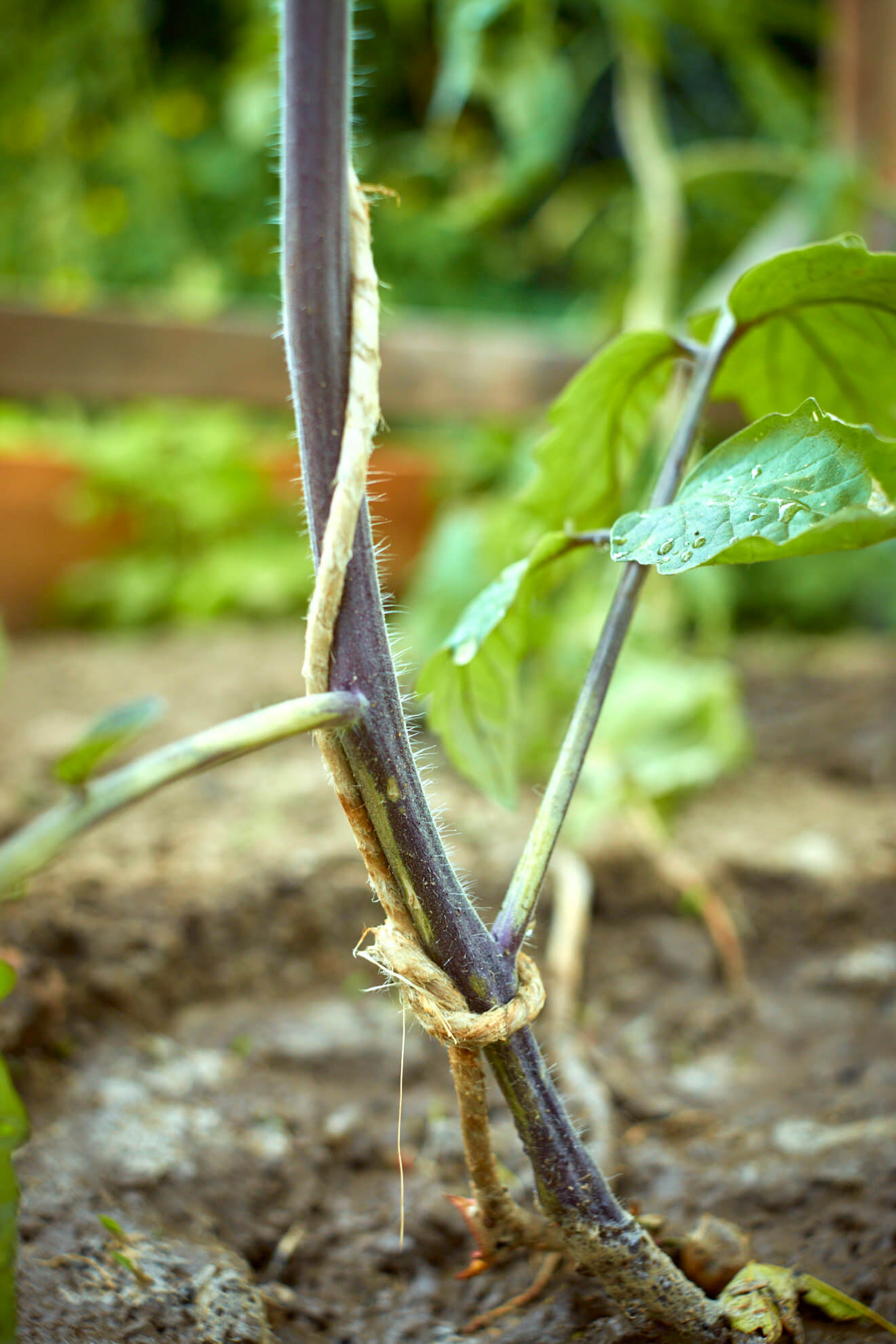 Tomaten anbinden einfache Rankhilfe selber bauen