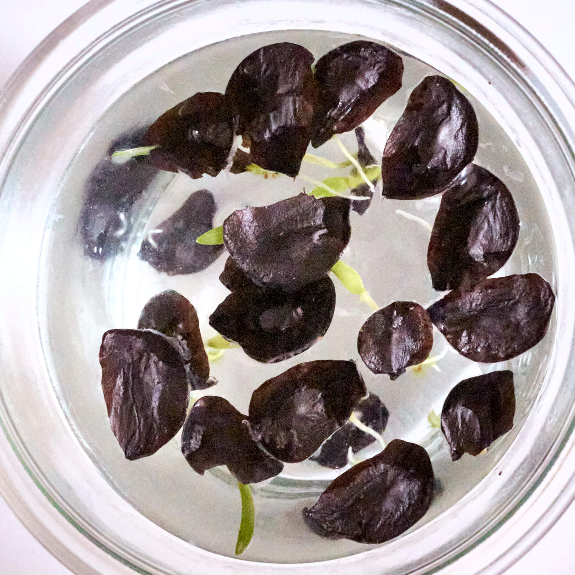 Amaryllis aus Samen ziehen - ganz leicht — Parzelle94.de