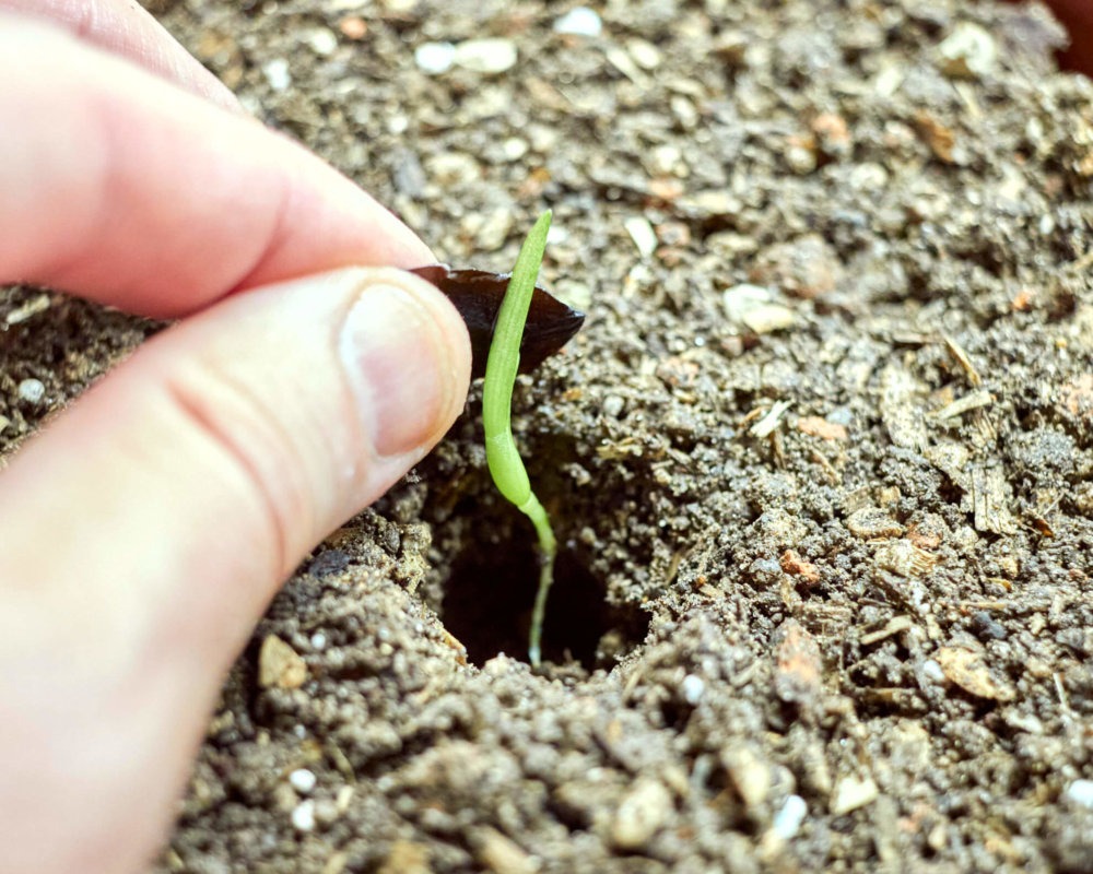 Amaryllis Hippeastrum Keimling wird in Erde eingepflanzt