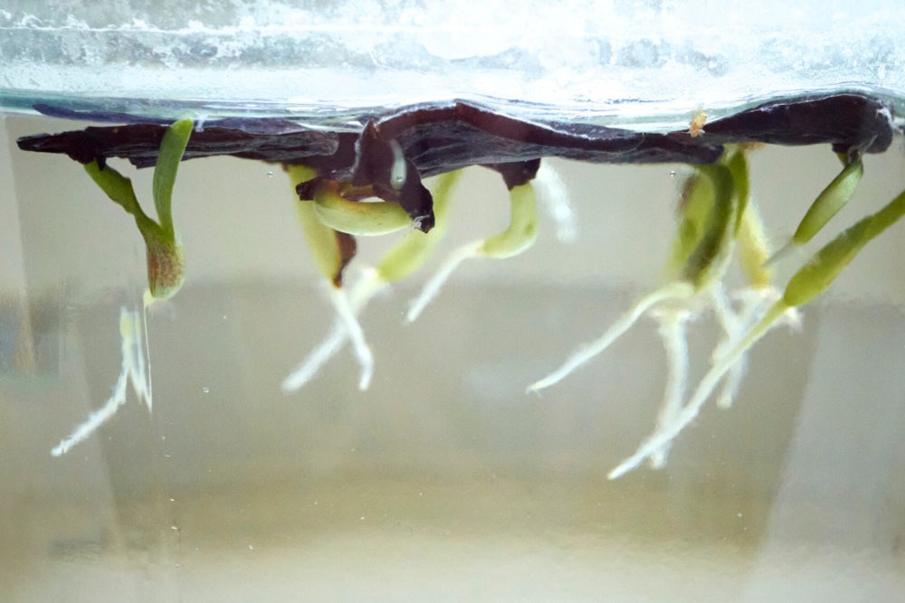 Amaryllis Hippeastrum Samen im Wasser mit Wurzeln