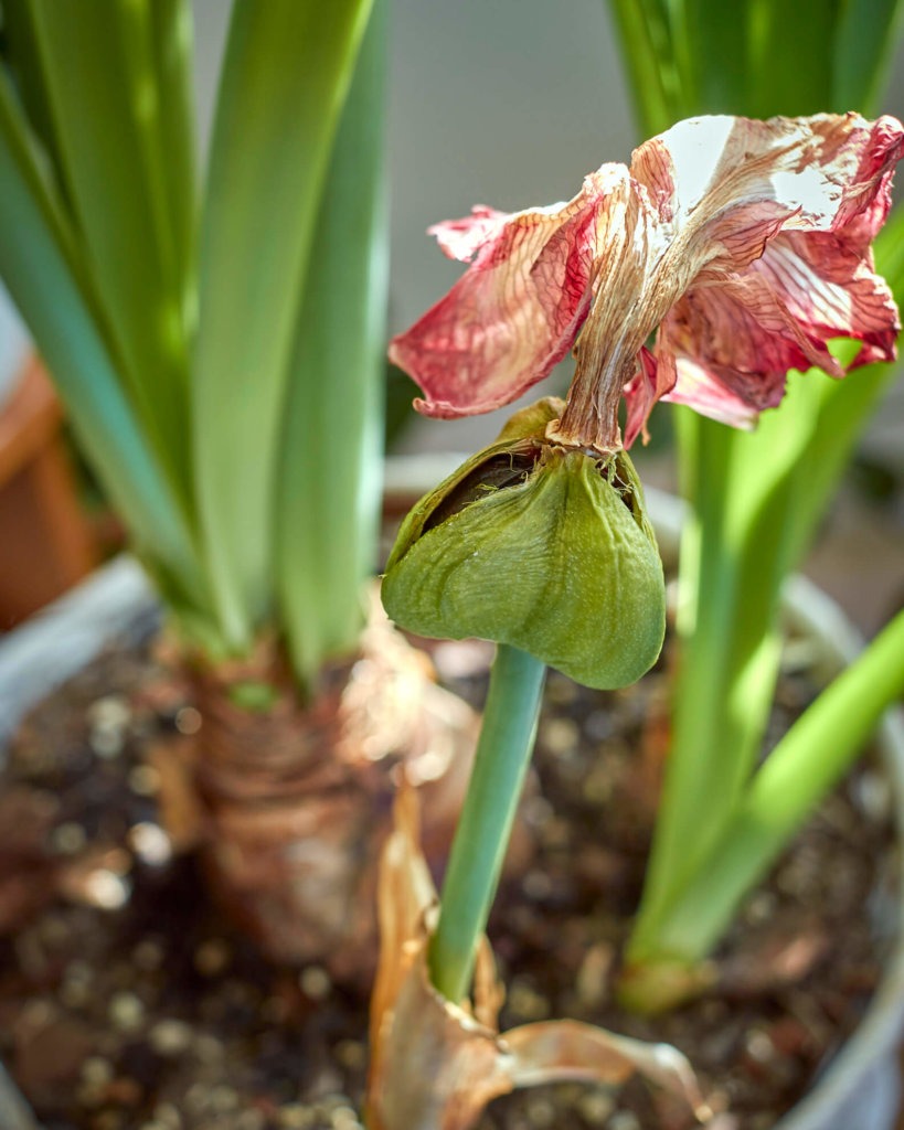 Amaryllis Hippeastrum Samenstand