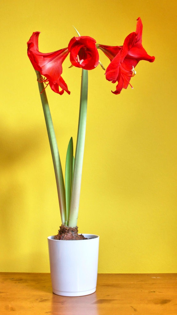 Amaryllis Hippeastrum Blüten komplette Pflanze im Topf