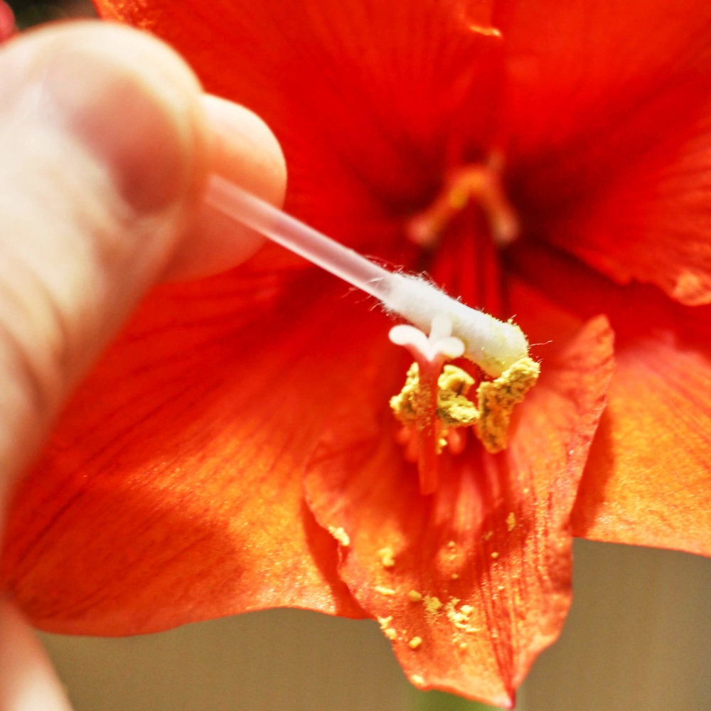 Amaryllis Hippeastrum bestäuben mit einem Wattestäbchen